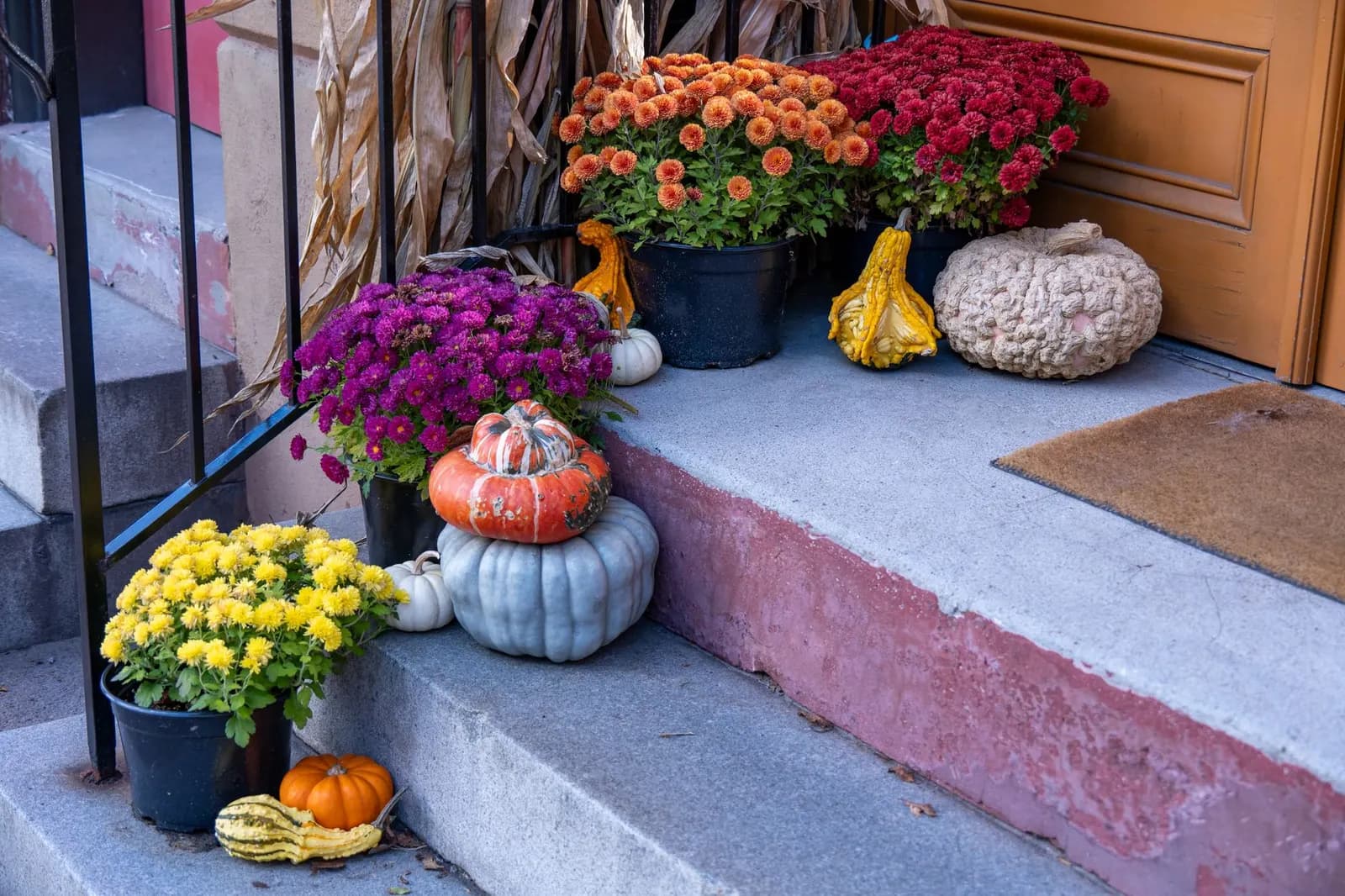 Yellow, purple, orange and red potted mums with pumpkins and gourds on concrete steps by a door