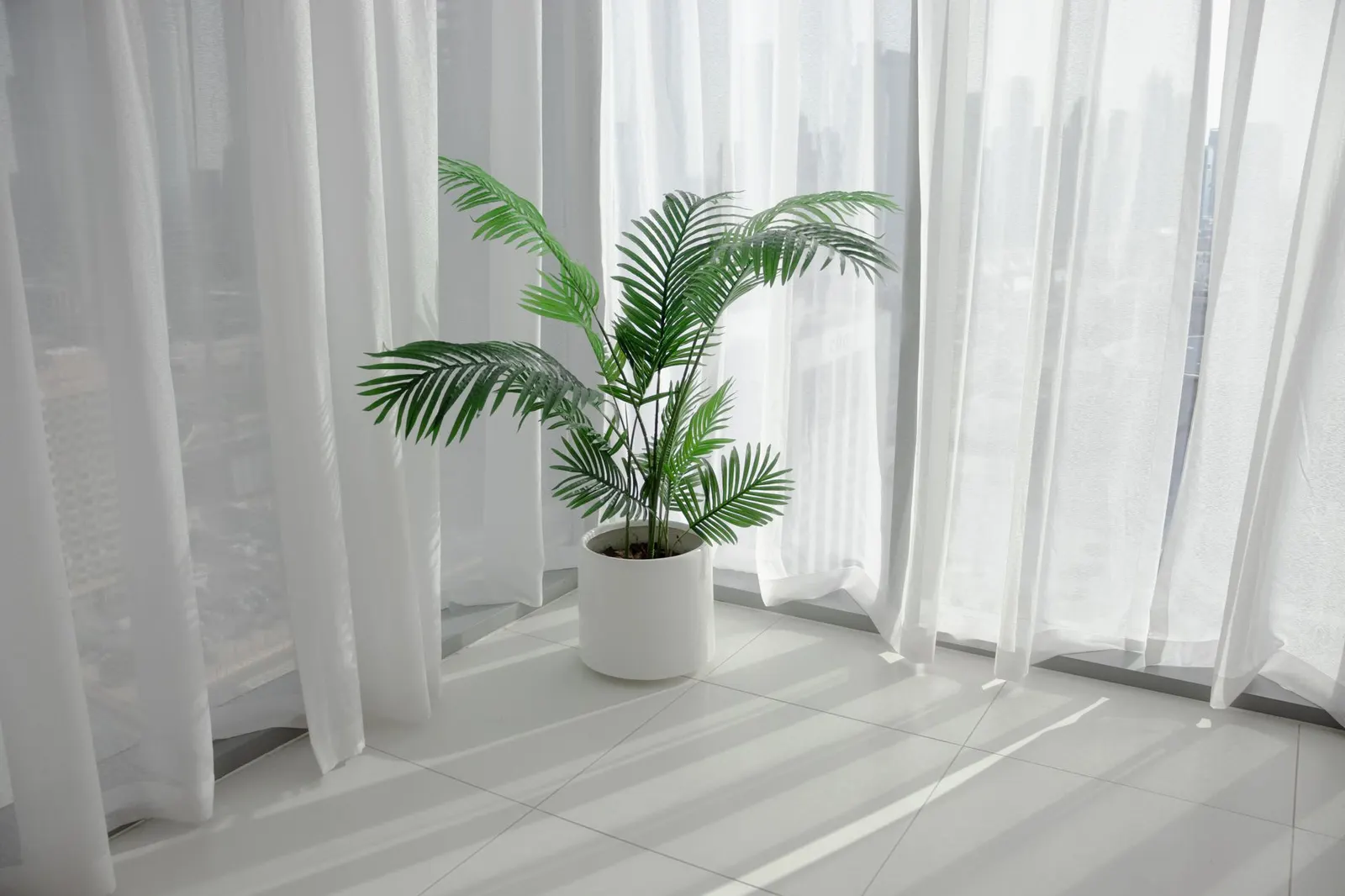 A potted Areca Palm by white curtains with soft natural light in a modern indoor setting.